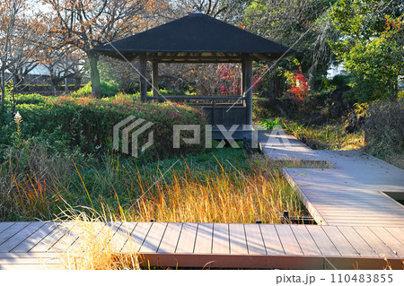 湿地の草もみじ 四阿と木道 冬景色 荒川運動公園通り沿い さいたま市 湿地の草もみじ 四阿と木道 冬景色 荒川運動公園通り沿い さいたま市 110483855