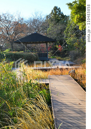 湿地の草もみじ 四阿と木道 冬景色 荒川運動公園通り沿い さいたま市 湿地の草もみじ 四阿と木道 冬景色 荒川運動公園通り沿い さいたま市 110483858