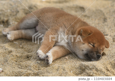 昼寝する柴犬 110483884