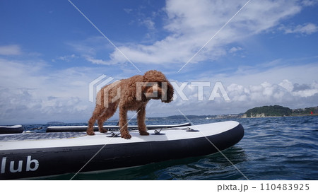 SUP犬 SUP犬 110483925
