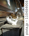 昼寝する猫 110484008