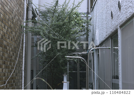 住宅の日陰 庭先の植物 住宅の日陰 庭先の植物 110484822