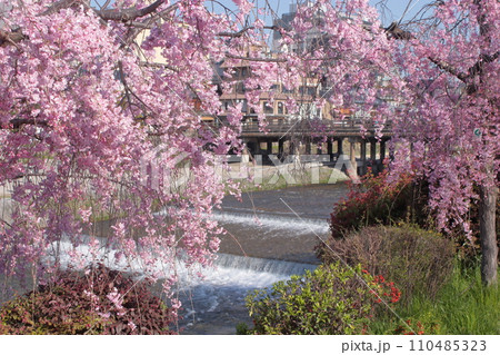 京都 鴨川 三条大橋付近の枝垂れ桜 京都 鴨川 三条大橋付近の枝垂れ桜 110485323