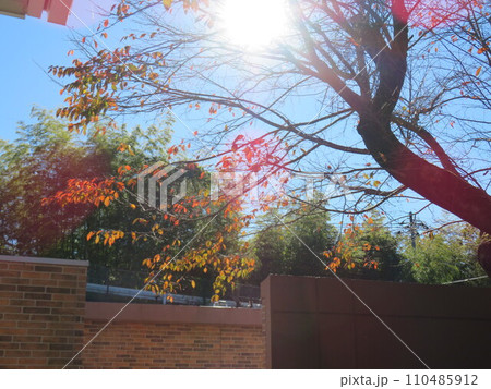 紅葉の間から見える太陽 紅葉の間から見える太陽 110485912