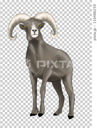 リアルなビッグホーンのイラスト 110486259