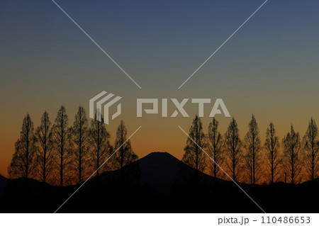 メタセコイア並木越しの夕暮れの富士山 110486653