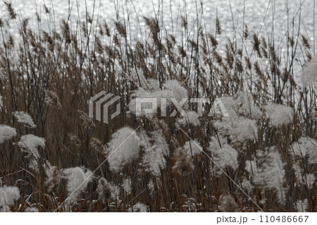 冬枯れの葦原と溜池 110486667