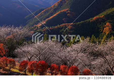 群馬県藤岡市三波川 冬桜の名所桜山公園の高台からの満開の冬桜と紅葉の競演の景色 群馬県藤岡市三波川 冬桜の名所桜山公園の高台からの満開の冬桜と紅葉の競演の景色 110486916
