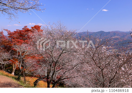 群馬県藤岡市三波川　冬桜の名所桜山公園の高台からの満開の冬桜と紅葉の競演の景色 110486918