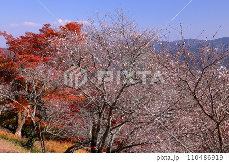 群馬県藤岡市三波川　冬桜の名所桜山公園の高台からの満開の冬桜と紅葉の競演の景色 110486919