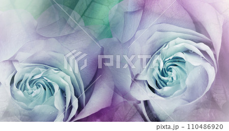 Flowers   roses. Floral blue-purple background. . Close-up. Nature. 110486920