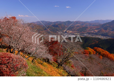 群馬県藤岡市三波川　冬桜の名所桜山公園の高台からの満開の冬桜と紅葉の競演の景色 110486921