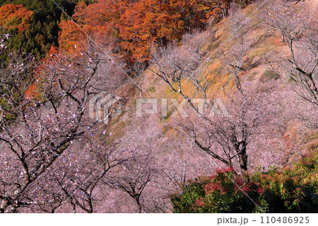 群馬県藤岡市三波川　冬桜の名所桜山公園の高台からの満開の冬桜と紅葉の競演の景色 110486925