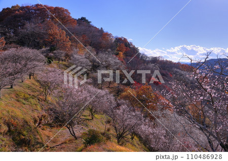 群馬県藤岡市三波川 冬桜の名所桜山公園の高台からの満開の冬桜と紅葉の競演の景色 群馬県藤岡市三波川 冬桜の名所桜山公園の高台からの満開の冬桜と紅葉の競演の景色 110486928