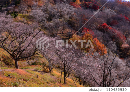 群馬県藤岡市三波川 冬桜の名所桜山公園の高台からの満開の冬桜と紅葉の競演の景色 群馬県藤岡市三波川 冬桜の名所桜山公園の高台からの満開の冬桜と紅葉の競演の景色 110486930
