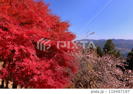 群馬県藤岡市三波川　冬桜の名所桜山公園の紅葉と満開の冬桜の競演の景色 110487197