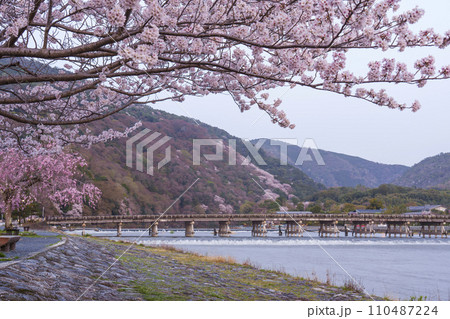 京都嵐山　満開の桜と渡月橋　早朝 110487224