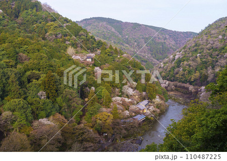 早朝　嵐山公園展望台から望む保津川と春の嵐山 110487225