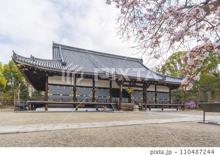 春の京都　仁和寺　桜と金堂 110487244