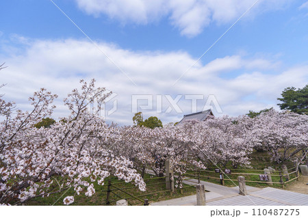 春の京都 仁和寺 御室桜と観音堂 春の京都 仁和寺 御室桜と観音堂 110487275