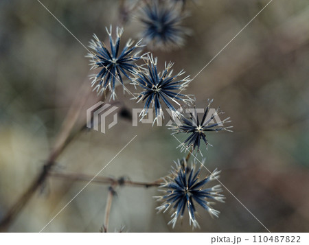 ひっつき虫キク科コセンダングサの棘のある痩果 110487822