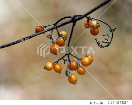 アカネ科ヘクソカズラの茶褐色の果実 110487824