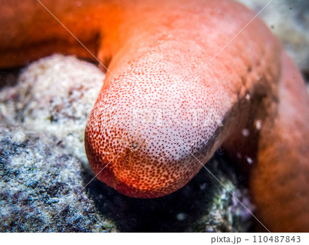 Starfish close-up Starfish close-up 110487843