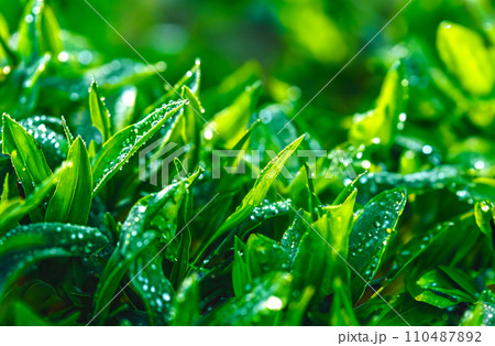 朝の光を浴びる緑の葉 110487892