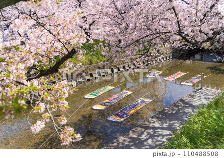 桜の時期の岩倉　五条川　のんぼり祭り 110488508