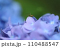 泉自然公園　千葉市若葉区　紫陽花　昆虫 110488547