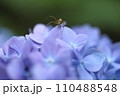泉自然公園　千葉市若葉区　紫陽花　昆虫 110488548