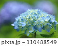 泉自然公園　千葉市若葉区　紫陽花 110488549