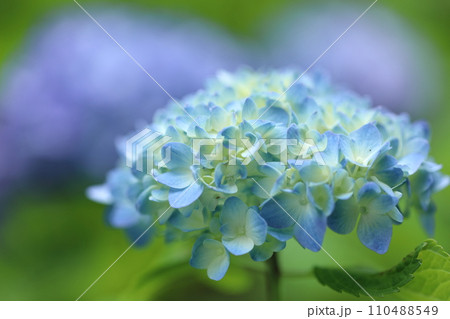 泉自然公園　千葉市若葉区　紫陽花 110488549