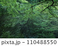 泉自然公園　千葉市若葉区　新緑　水面 110488550