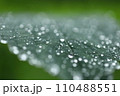 泉自然公園　千葉市若葉区　水滴 110488551
