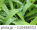 泉自然公園　千葉市若葉区　水滴 110488552