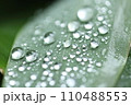 泉自然公園　千葉市若葉区　水滴 110488553