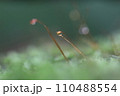泉自然公園　千葉市若葉区　水滴　苔　マクロ 110488554
