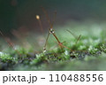 泉自然公園　千葉市若葉区　水滴　苔　マクロ 110488556