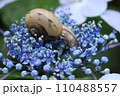 泉自然公園　千葉市若葉区　紫陽花　カタツムリ 110488557