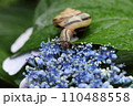 泉自然公園　千葉市若葉区　紫陽花　カタツムリ 110488558