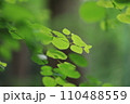 泉自然公園　千葉市若葉区　新緑　若葉 110488559
