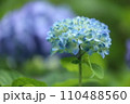 泉自然公園　千葉市若葉区　紫陽花 110488560