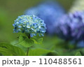 泉自然公園　千葉市若葉区　紫陽花 110488561