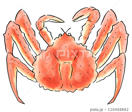 タラバガニ 水彩風のイラスト素材 [110488662] - PIXTA