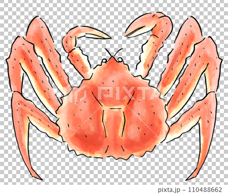 タラバガニ 水彩風のイラスト素材 [110488662] - PIXTA