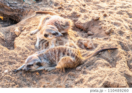 A group of cute meerkats. Meerkat Family are sunbathing. A group of cute meerkats. Meerkat Family are sunbathing. 110489260
