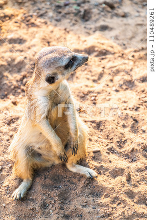 Meerkat, Suricata suricatta, on hind legs. Portrait of meerkat standing on hind legs with alert expression. Portrait of a funny meerkat sitting on its hind legs. Meerkat, Suricata suricatta, on hind legs. Portrait of meerkat standing on hind legs with alert expression. Portrait of a funny meerkat sitting on its hind legs. 110489261