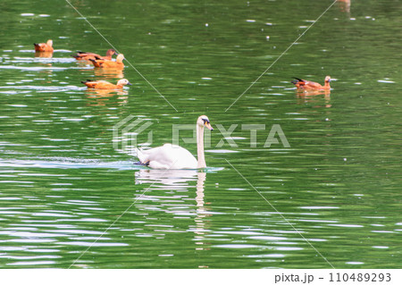 A graceful white swan swimming on a lake with dark water. The white swan is reflected in the water A graceful white swan swimming on a lake with dark water. The white swan is reflected in the water 110489293