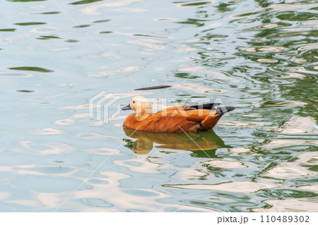 Gray wolf in forest on the green grass. The wolf, Canis lupus 110489302